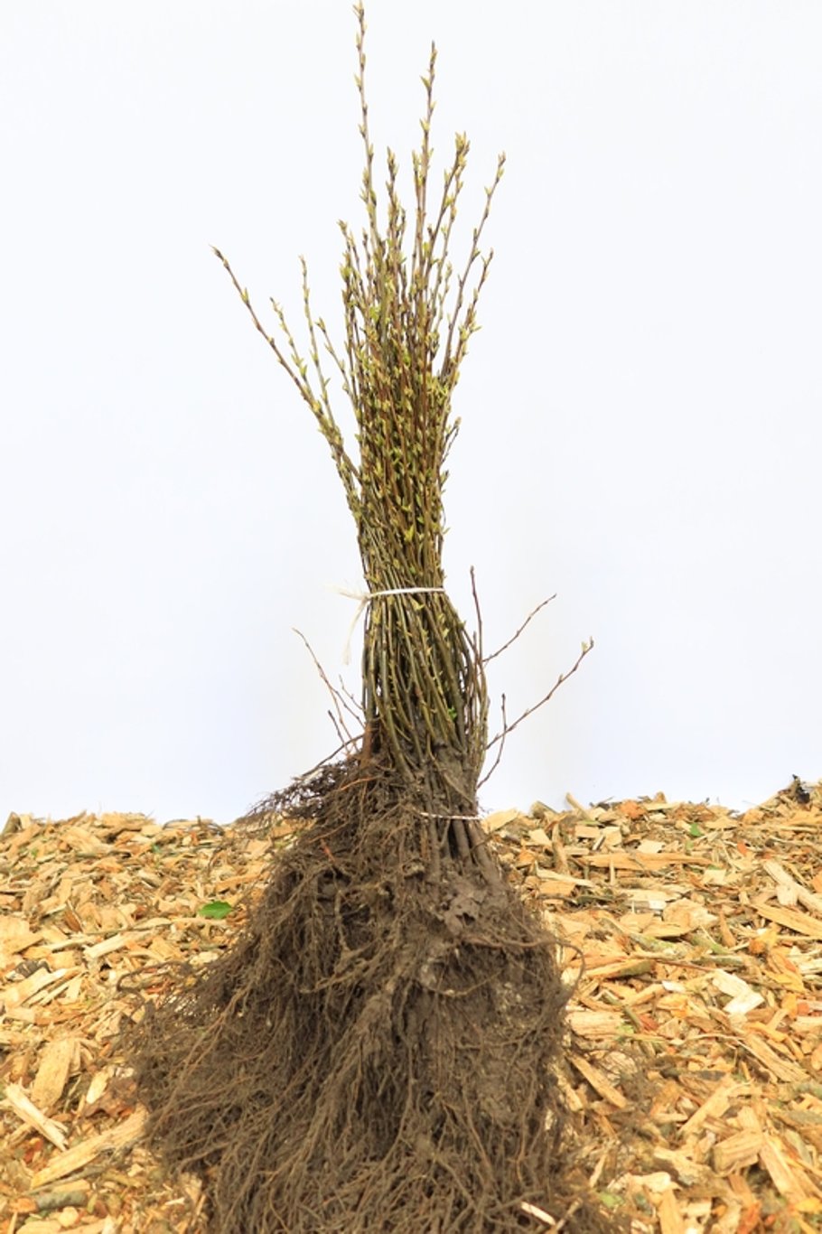 Cotoneaster lucidus - 40-60 CM bare root 1/1